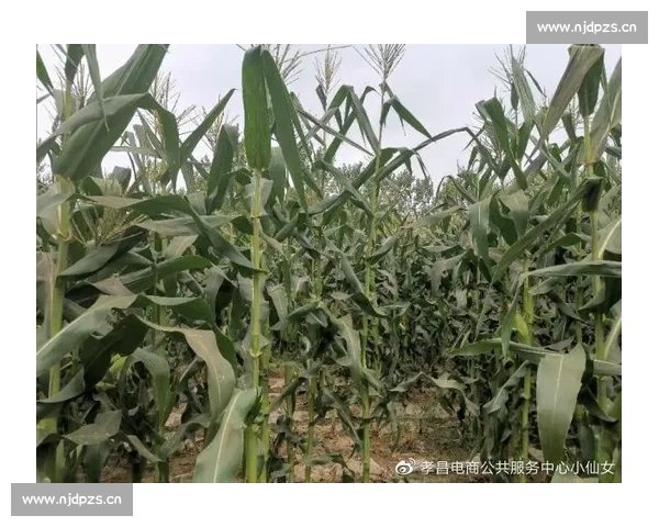 推动可持续发展体育赛事绿色直播模式探索与实践 - 副本 - 副本 - 副本 推动可持续发展体育赛事绿色直播模式探索与实践 - 副本 - 副本 - 副本